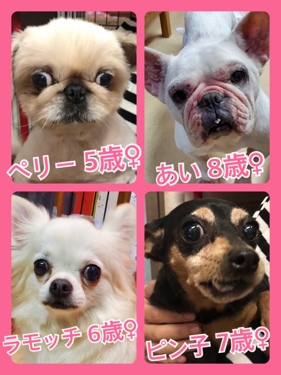 🐾今日の里親様募集中ワンコ🐶メンバーです🐾2020,5,18